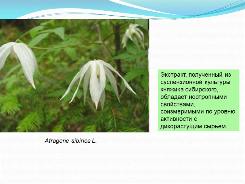 Atragene sibirica L.  Экстракт, полученный из  суспензионной культуры  княжика сибирского, 